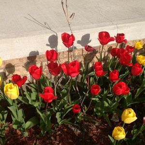 Meet your Posher, Van